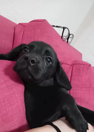 Labrador retriver