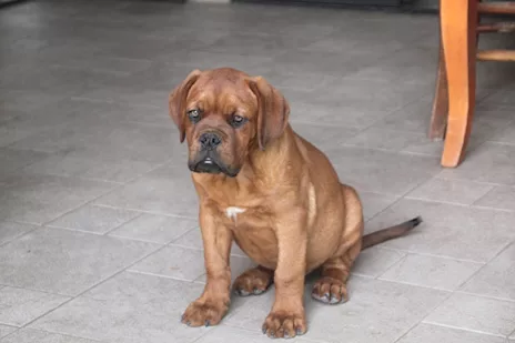 Dogue de Bordeaux