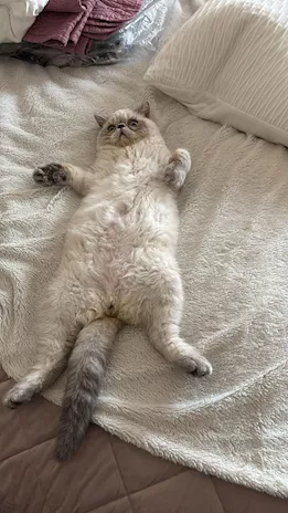 Exotic Shorthair con occhi azzurri