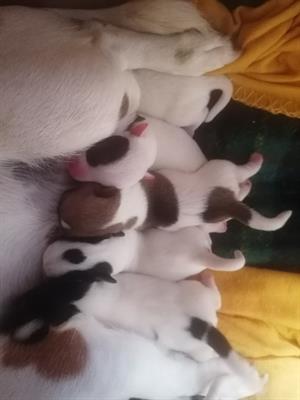 Cuccioli jack russell puri