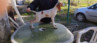 5 Cuccioli di pointer inglesi - Foto 3
