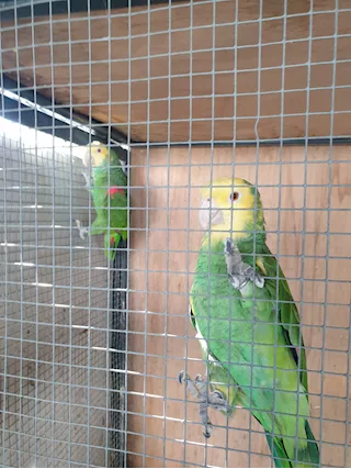 Coppia di amazona oratrix - Foto 2