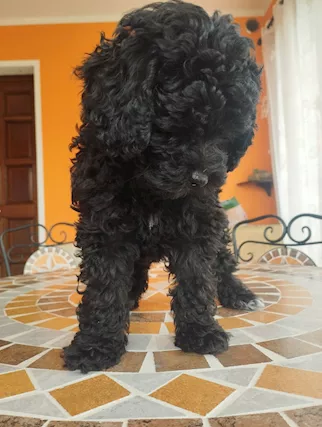 Barboncino nano