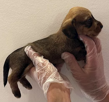 Bassotto pelo duro cuccioli - Foto 6