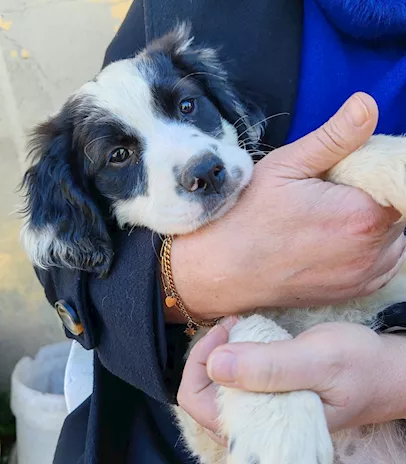 Lisa bellissima cucciola simil setterina