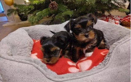 Cuccioli di Toy Yorkshire Terrier 1 maschio e 1 femmina