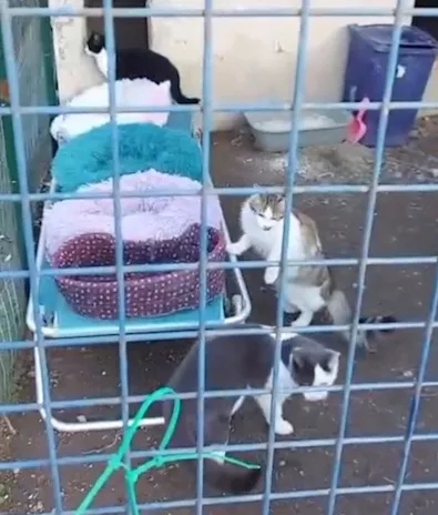 Micine 7 mesi FIV + vivono in recinto