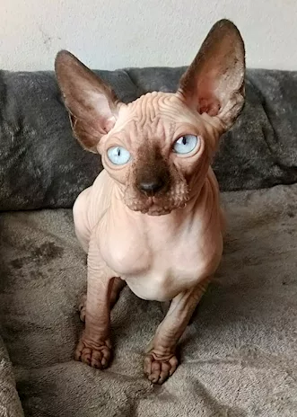 Gattino maschio Elf Straight Sphynx gatto nudo