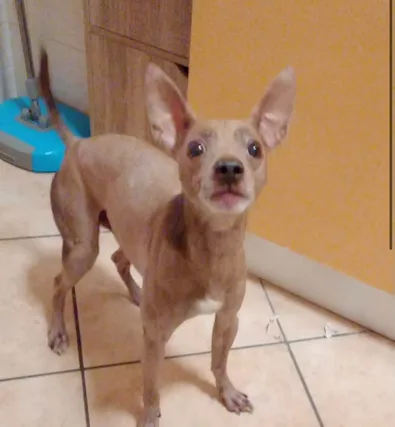 Simil pinscher cerca casa