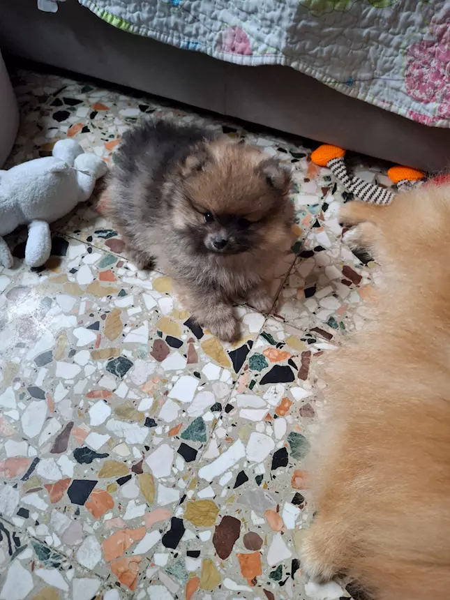 Bellissimo cucciolo di Razza Pomerania nano - Cani a Milano