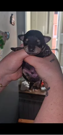 Cucciolo maschietto nero di Chi-Pin disponibile