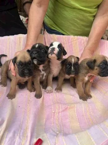 Regalo Cuccioli Boxer teneri e affettuosi in adozione