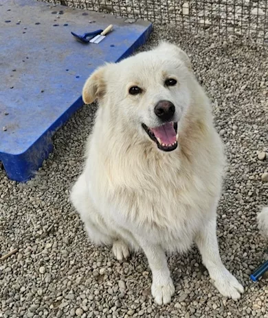 Fiore 5 anni, 2 a catena, da 3 in canile Novara help