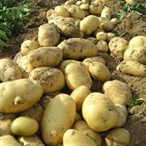 Patate Fresche | Patate olandesi | Patate Irlandesi In Vendi