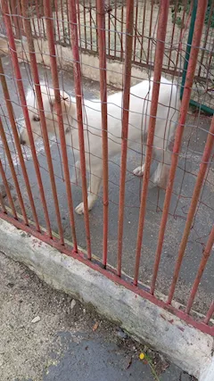 Bianca cucciola simil labrador ma più bella . - Anteprima 1