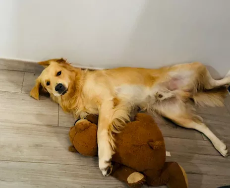 Golden Retriever maschio disponibile per monta