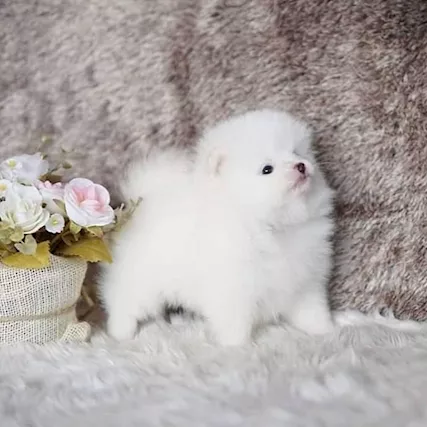 Dolci cuccioli di Spitz Pomerania