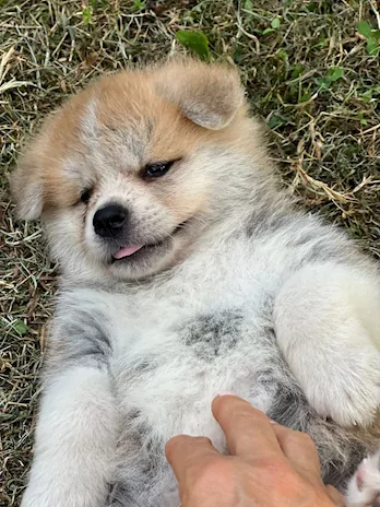Cuccioli di akita inu