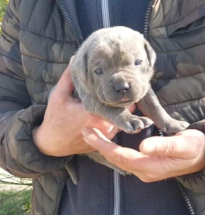 Cane Corso - Anteprima 2