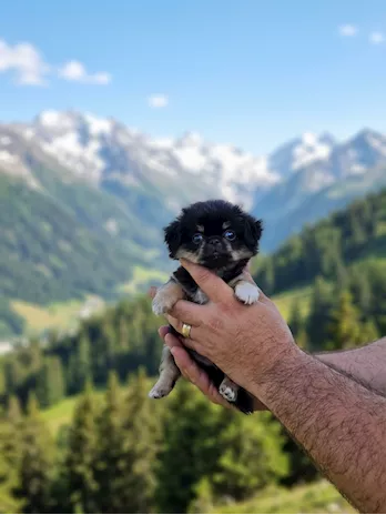 Chihuahua Toy pelo lungo