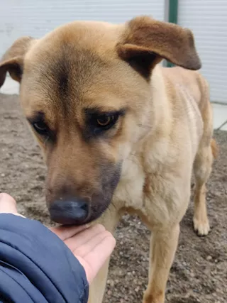 Paperino cane curiosone con mantello fulvo, un pò schivo, taglia media - Foto 6