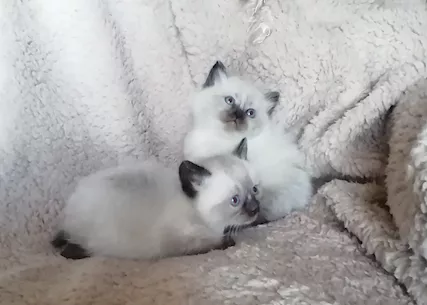 Vendo cuccioli di Razza Ragdoll nati in - Foto 5