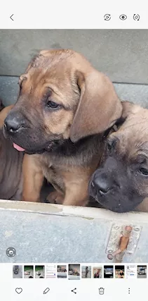 Cane corso cuccioli con pedigree ENCI