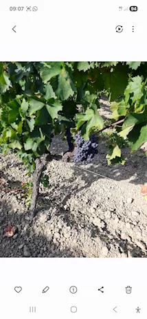 Uva Cirò rossa e bianca 3398473279 - Anteprima 6