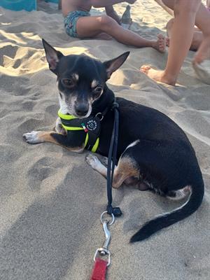 Cerco femmina chihuahua