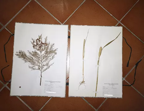 Erbario per periti agrari e università agraria