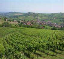 Foto 3 Vigneti e Spazio per tutti ... e anche di più