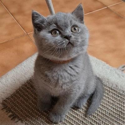 Cuccioli Razza British Shorthair - Foto 3