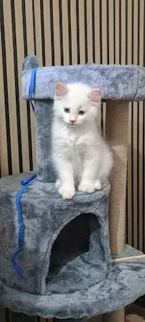 Cuccioli Gatto Siberiano Neva