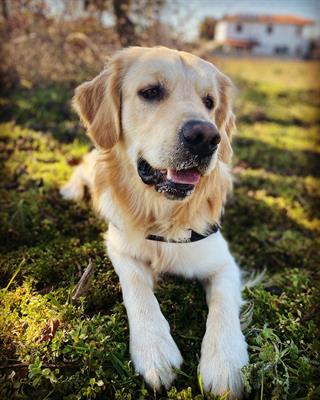 Golden Retriever maschio per monta