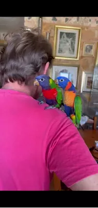 Lori moluccano arcobaleno e lori rubritorquis