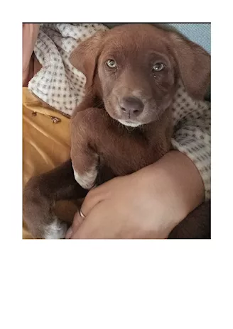REGALO CUCCIOLO
