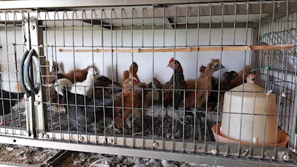 Disponibili pulcinotti di varie razze ornamentali