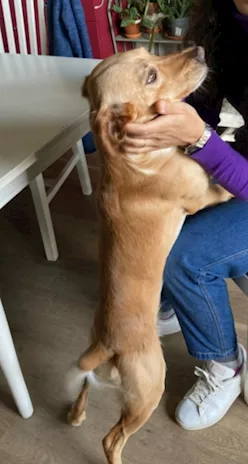 Plum 3 anni color miele urge casa Brescia - Foto 4