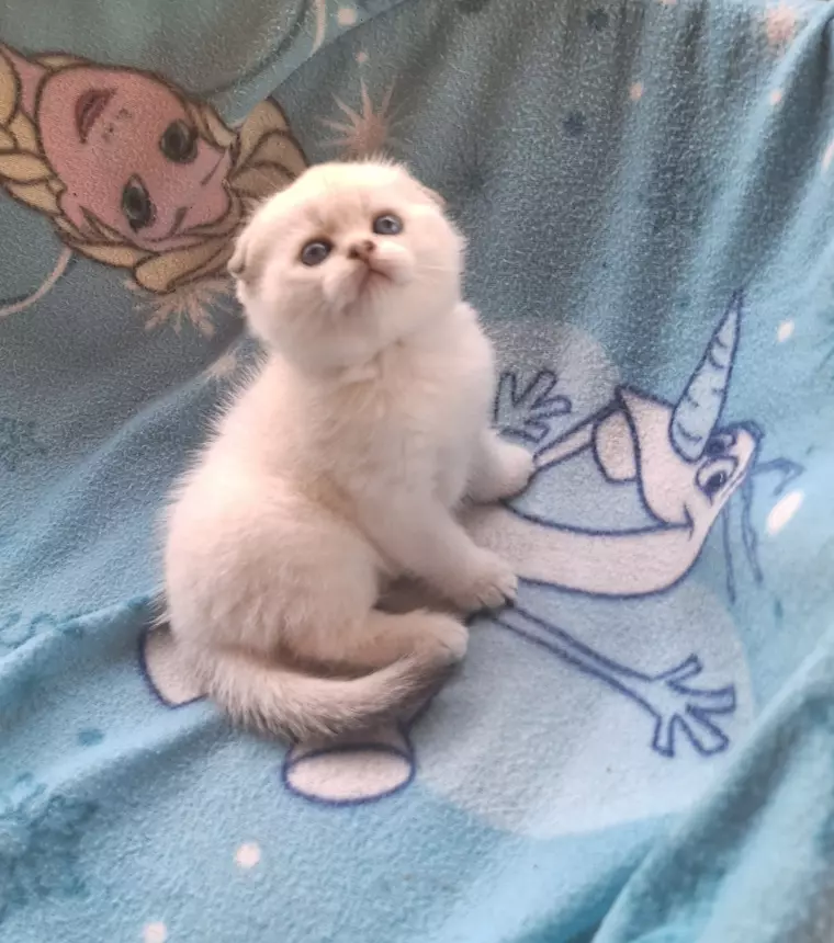 Foto 2 Scottish Fold e Straight con pedigree Benevento, colore prevalentemente