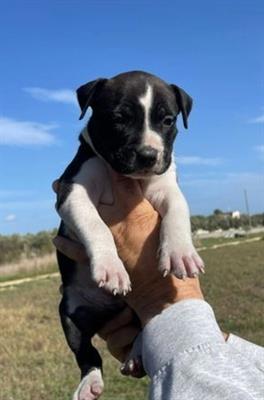 Vendo cuccioli selezionati Razza American Staffordshire Terrier - Foto 2