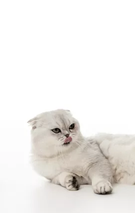Scottish fold per accoppiamento - Foto 2