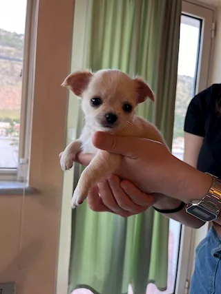 Cuccioli Razza Chihuahua, a pelo lungo - Foto 4