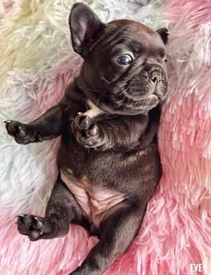 Bulldog francesi bringé con pedigree ENCI - Foto 4