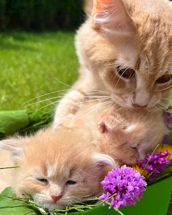 Cuccioli da coccolare