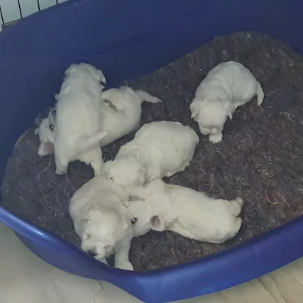 Cuccioli maltesi linea coreana americana - Foto 2
