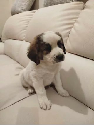 Cuccioli di meticcio