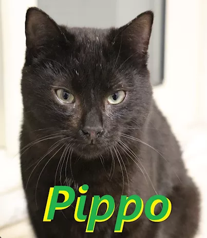 Pippo, picciotto meraviglioso