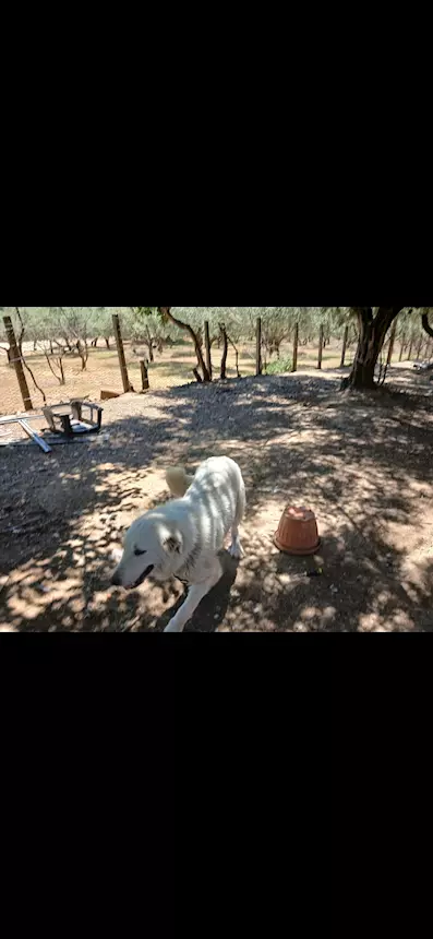 Foto 3Cedo Pastore Maremmano Abruzzese 2 anni