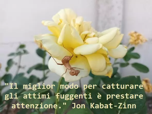 CORSO DI MEDITAZIONE MINDFULNESS M.B.S.R - Foto 7