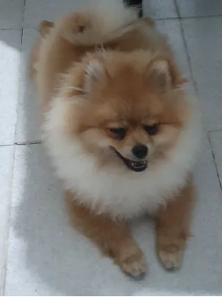 Cercasi spitz pomeraria femmina per accoppiamento